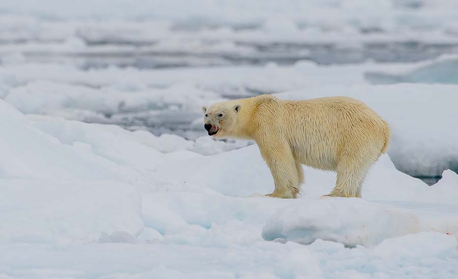 Arctic Cruising