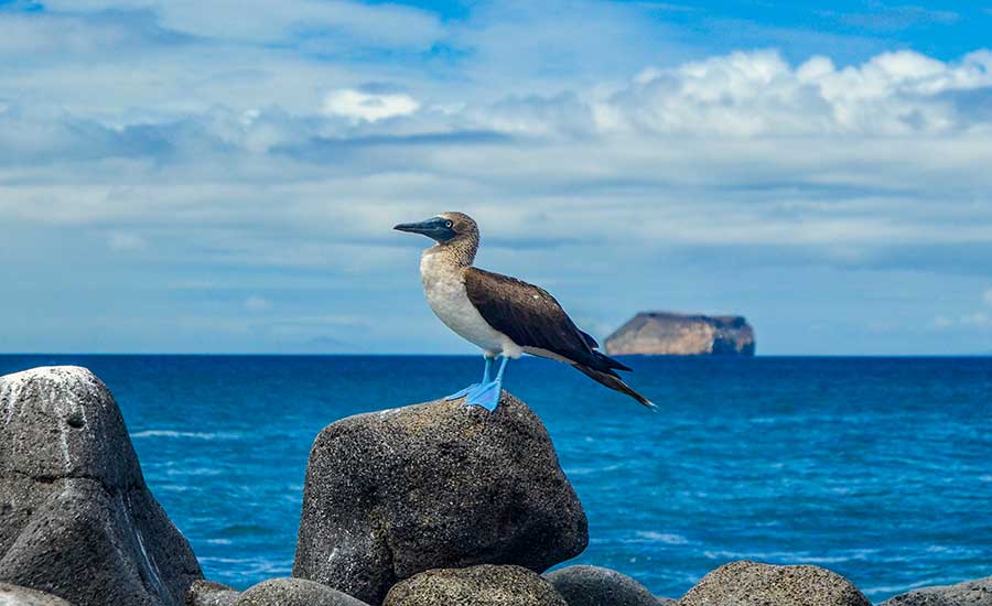 Blue footed Booby Galapagos