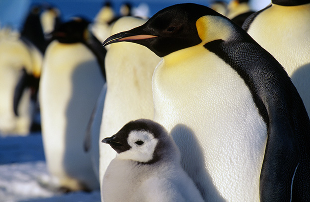 Emperor Penguins