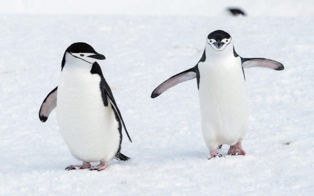 Chinstrap Penguins.