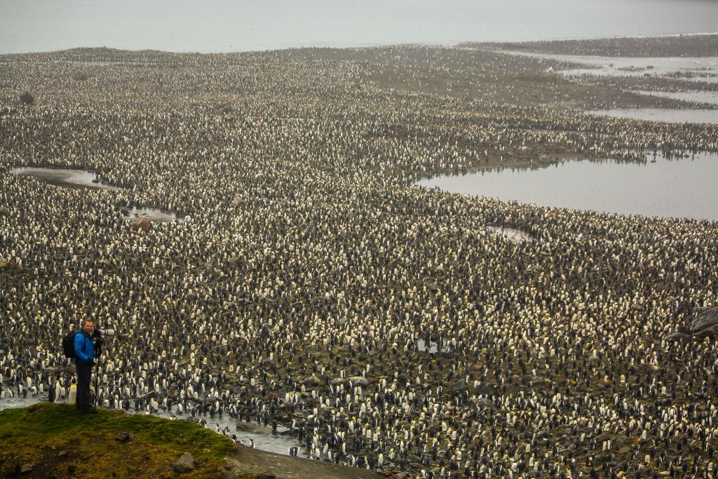 Pengion colony in South Georgia