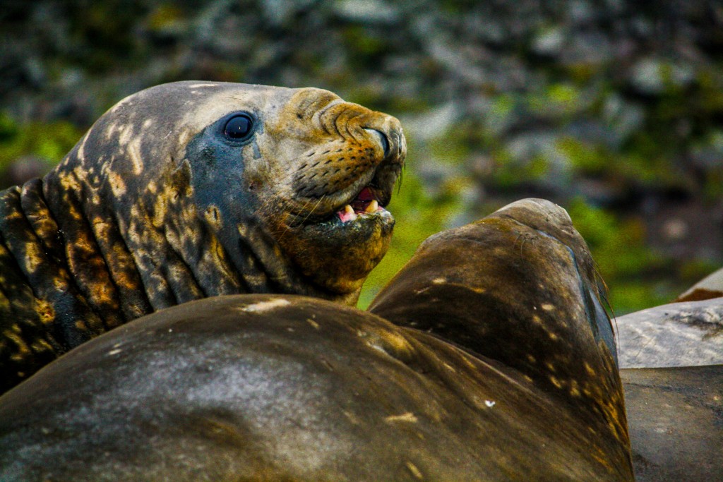 Elephant Seals in South Georgia