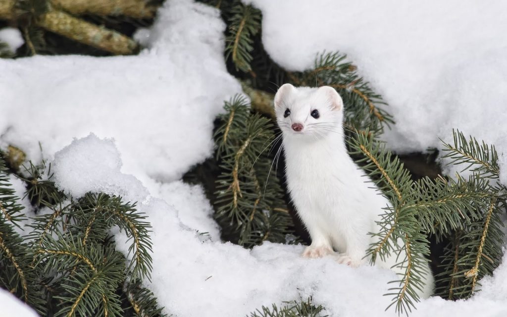 Arctic Animals - Ermine