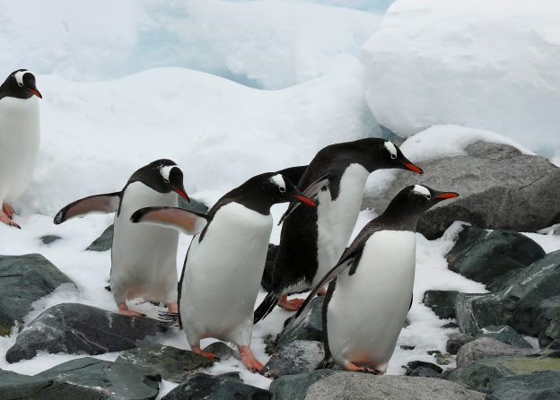 Gentoo Penguins.