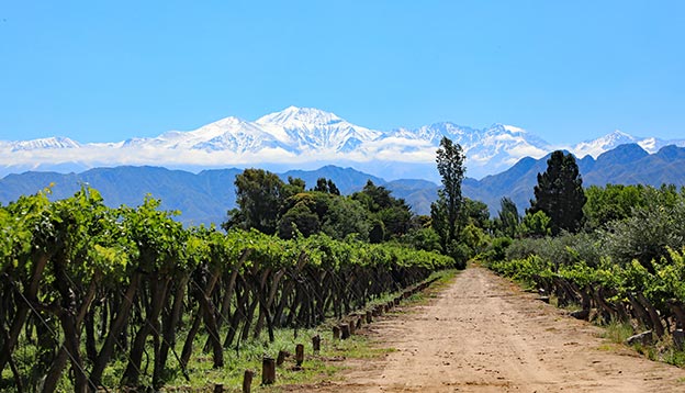 The beautiful snow capped Andes mountains and vineyard growing malbec grapes in the Mendoza wine country of Argentina, South America.