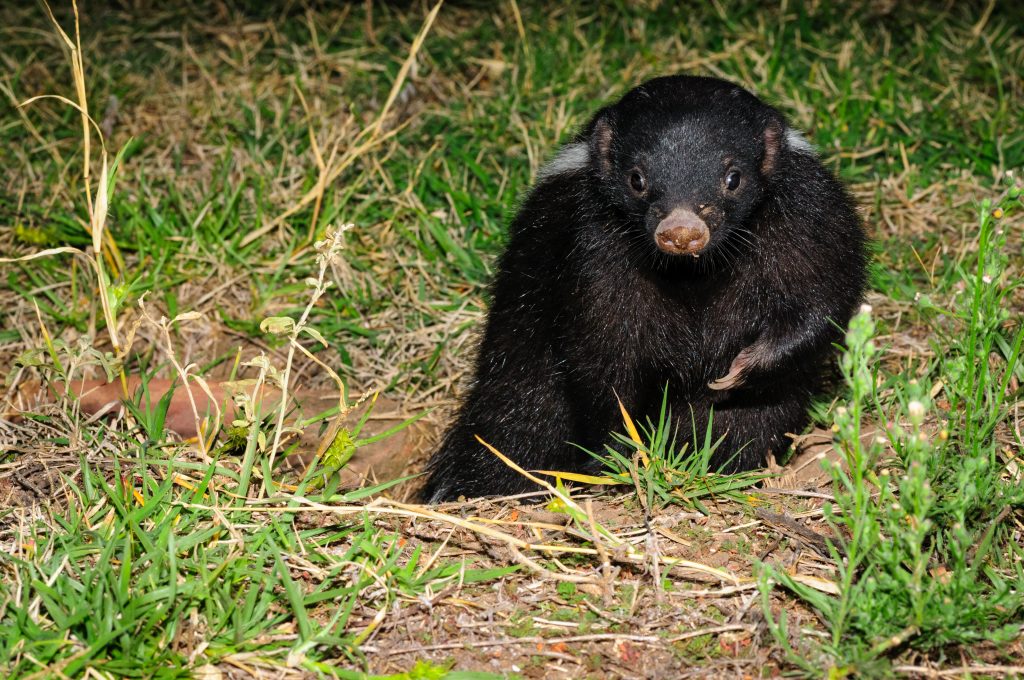 Patagonian Hog-nosed Skunk leaving his burrow.