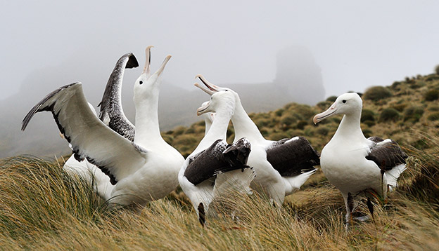 Southern Royal Albatross