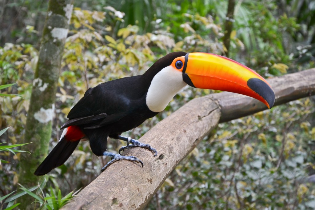 Toucan at Iguazu National Park.