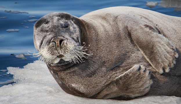 Bearded seal having a rest on the ice. 