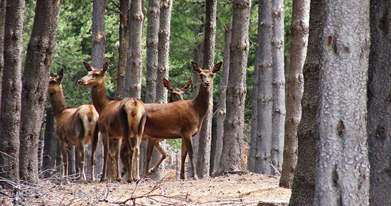 Endangered Andean Huemul in Chile.