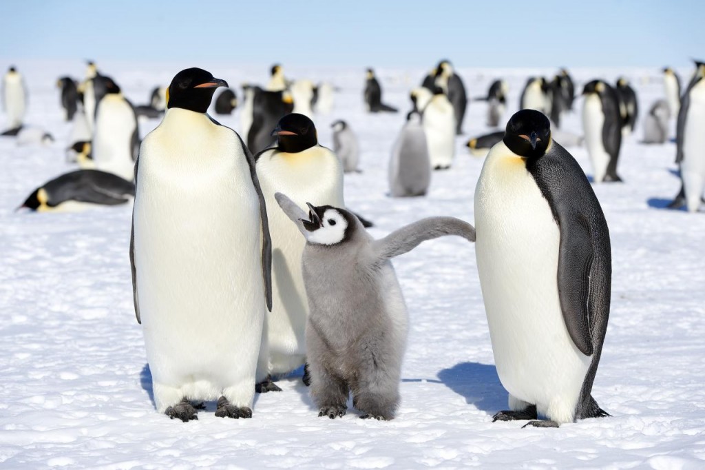 antarctica penguins