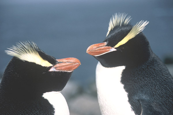 Erect Crested Penguin