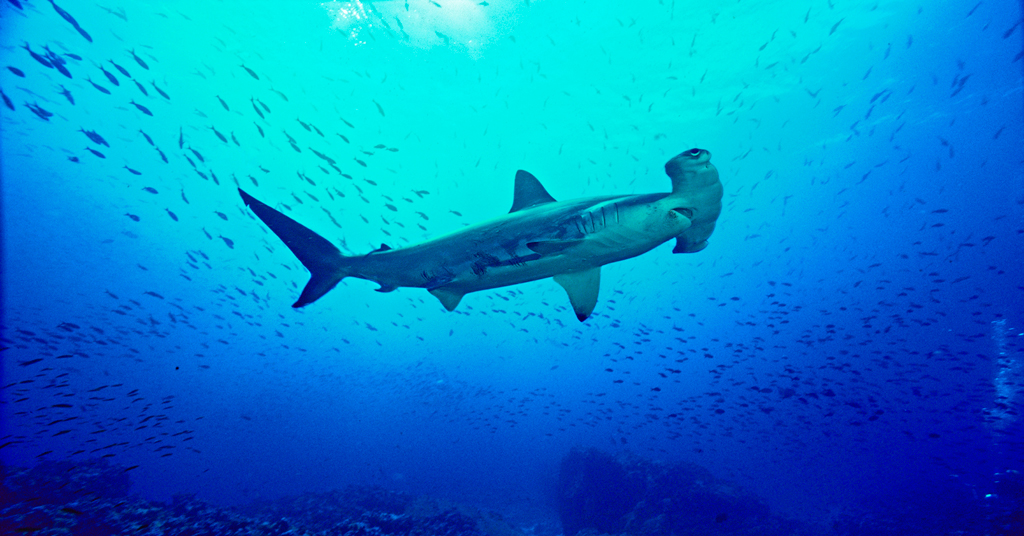 Hammerhead Shark