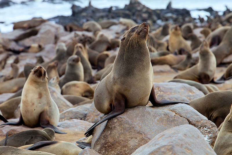 seal colony in Antarctica