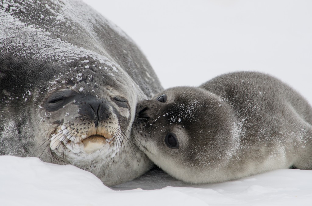 seal pup antarctica