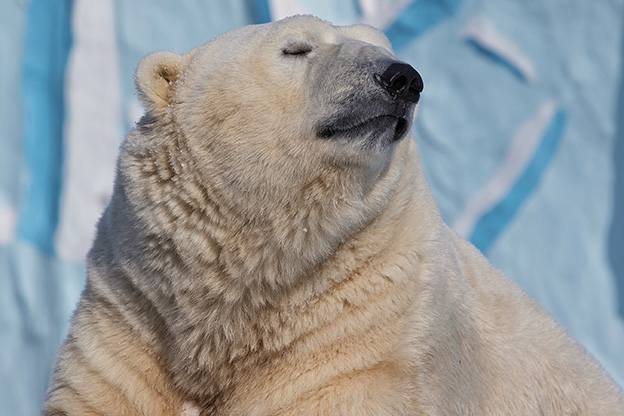 Walrus and her pup floating on ice in a fjord , Eastern Greenland