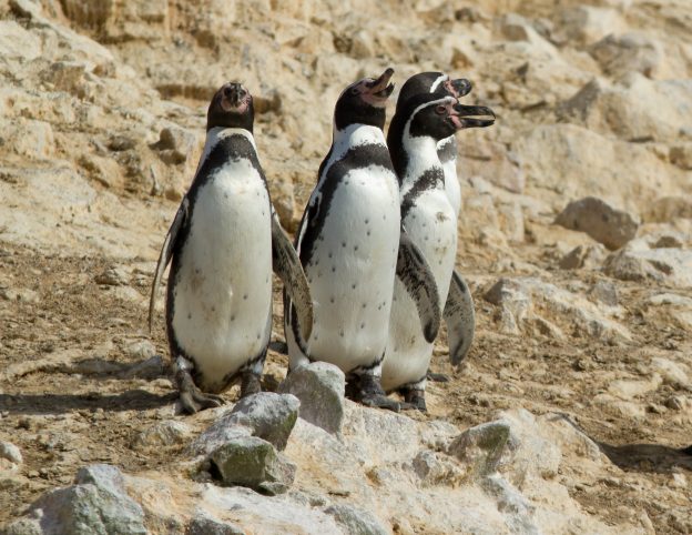 Humboldt Penguins