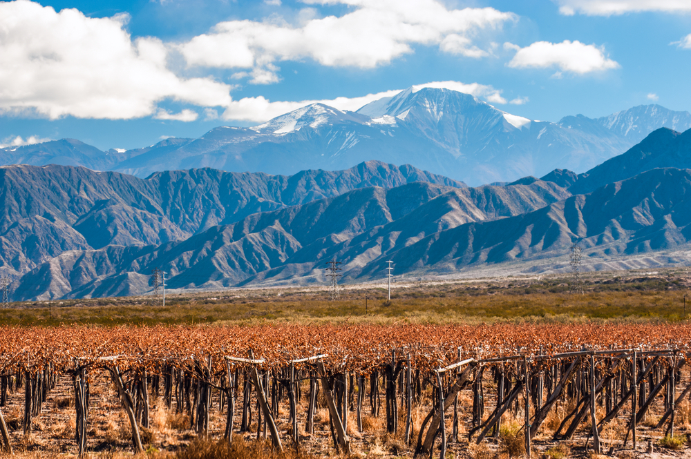 Mendoza vineyards