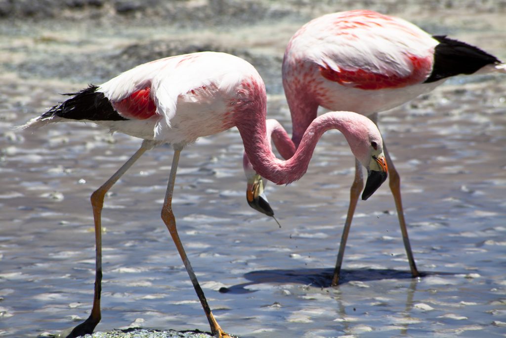 Flamingos on lake in Andes, the southern part of Bolivia credit shutterstock