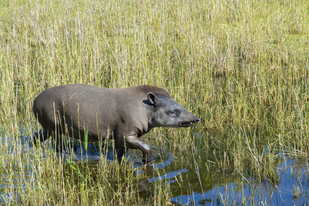 Lowland Tapir in the wild.