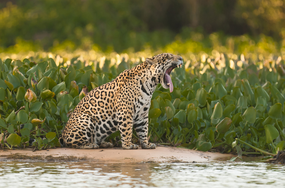 Jaguar in Brazilian Pantanal. 