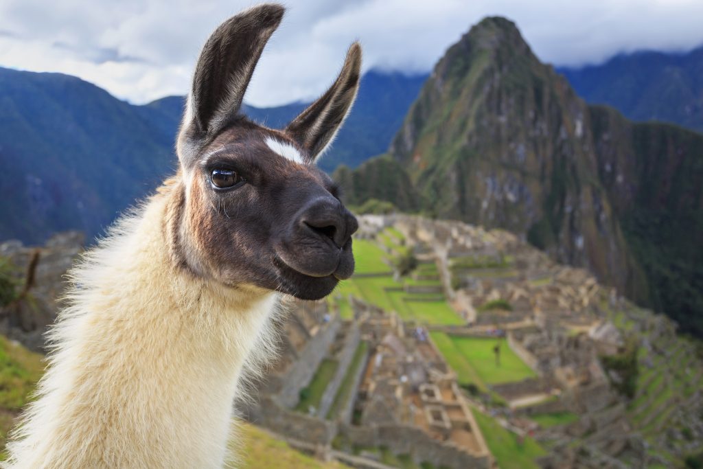 Machu Picchu