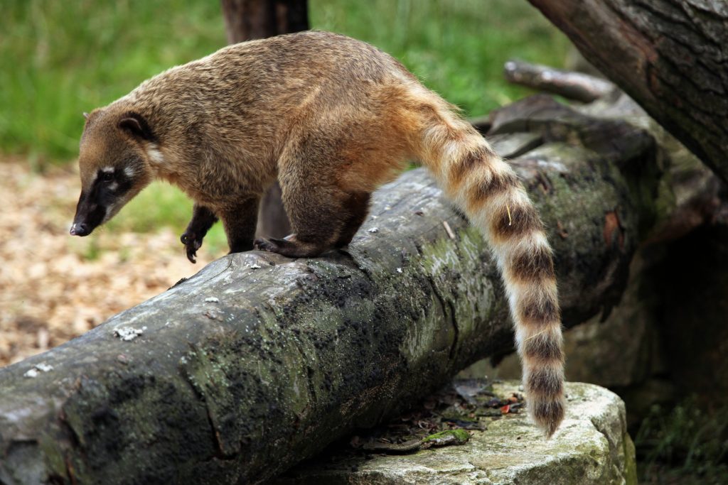 Ring-Tailed Coatis