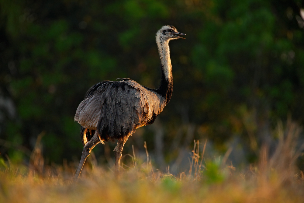 Greater Rhea.