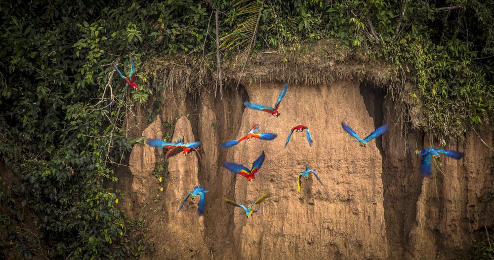 Tambopata National Reserve, Peru.