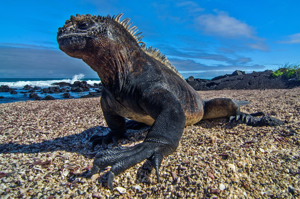 Galapagos Marine Iguana