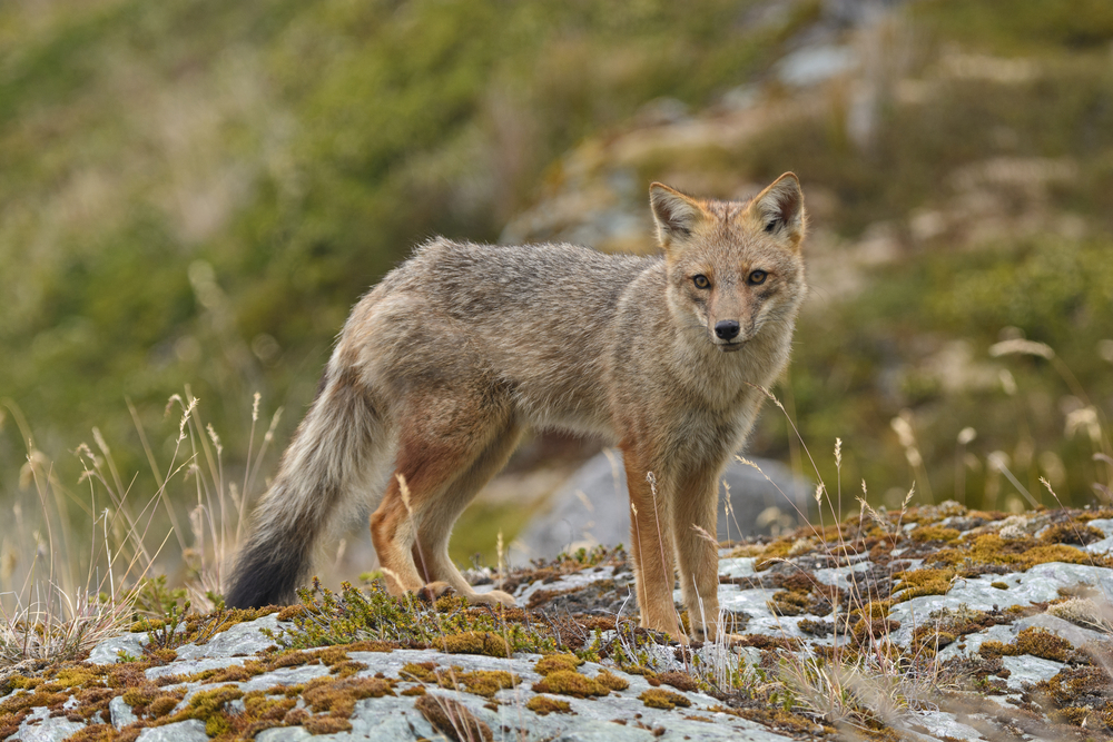 Andean Fox