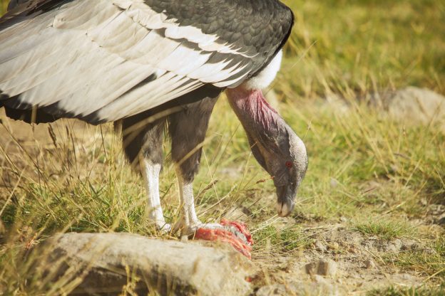 condor eating caracas in grass