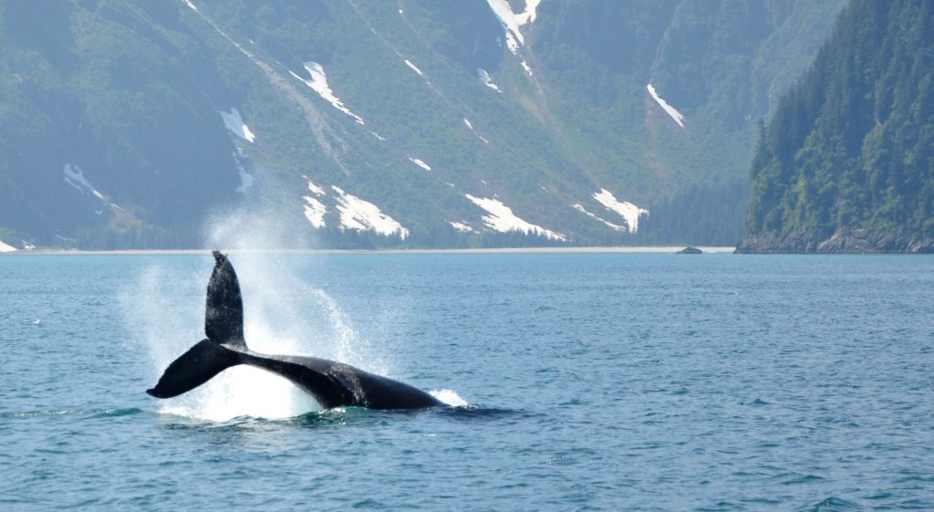 A whale tail emerges out of Arctic waters