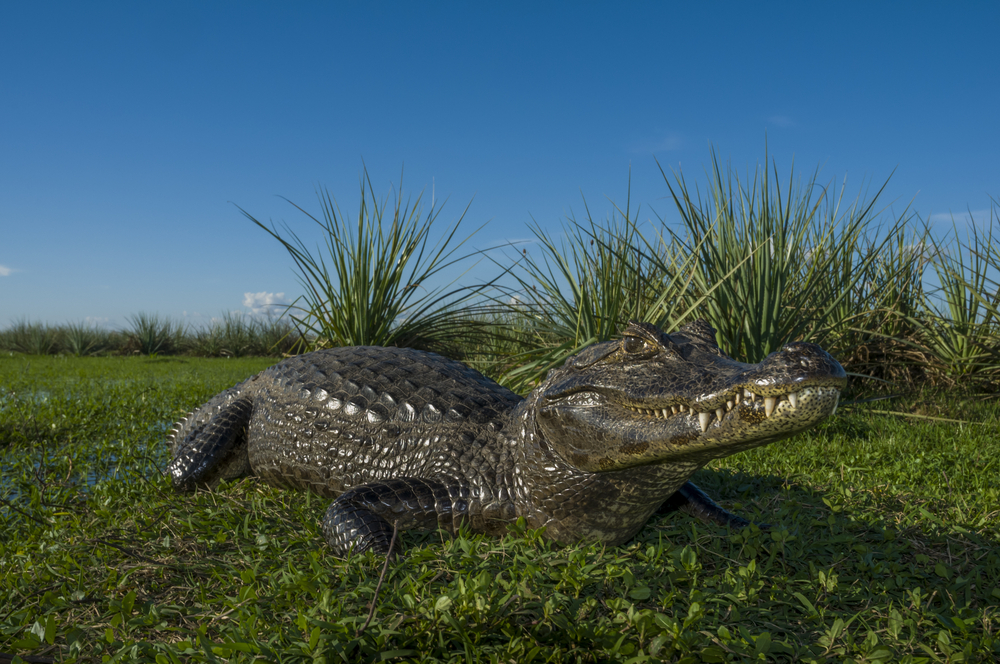 Wildlife of Argentina: Caiman