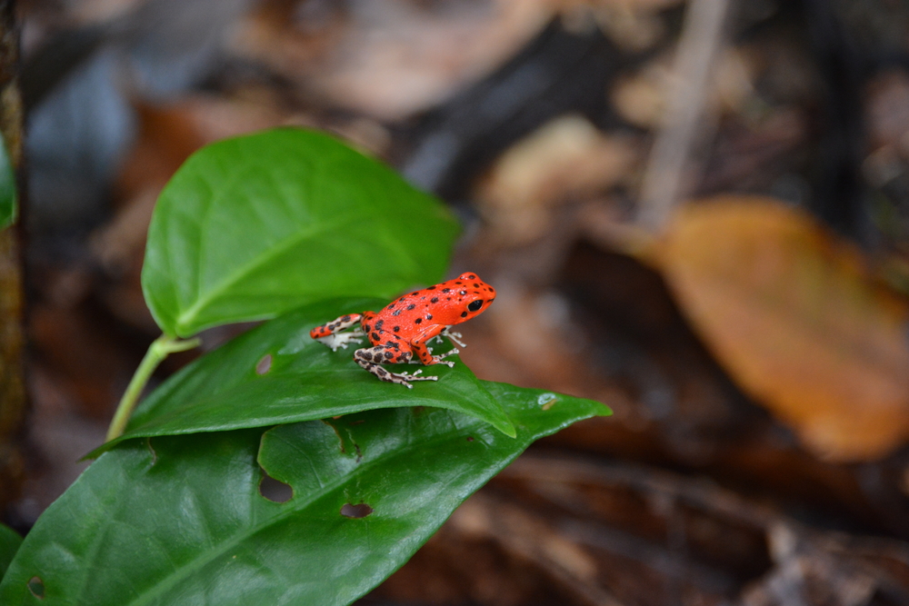 Wildlife in Bastimentos