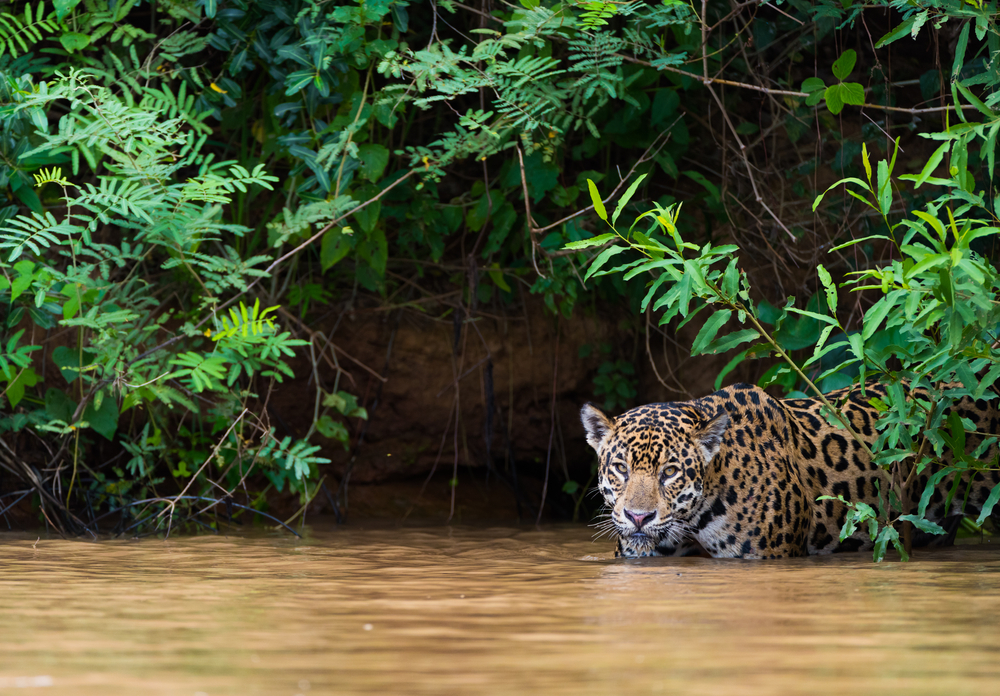 Brazilian Pantanal.