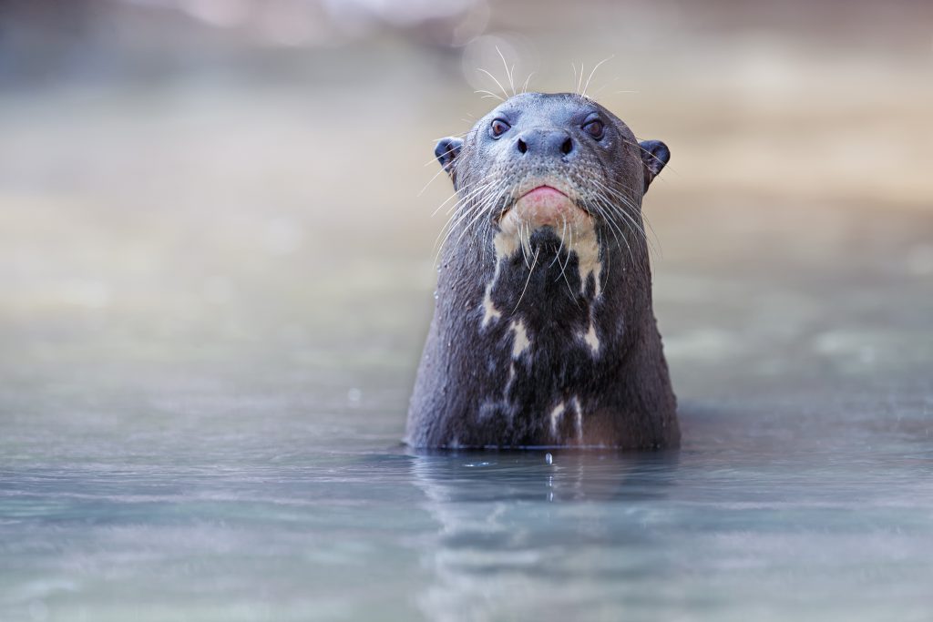 Giant River Otter.