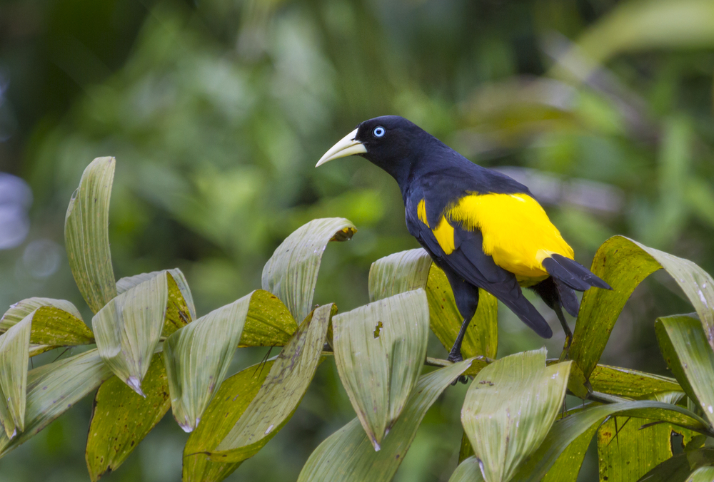 Yellow-rumped cacique at Pacaya Samiria National Reserve.