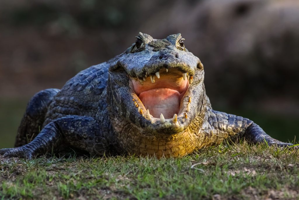 Black caiman.