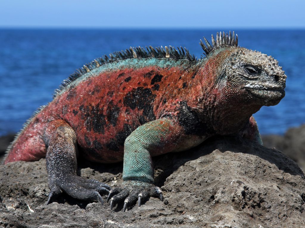 A male Marine Iguana (Amblyrhynchus cristatus) in the Galapagos Islands (Floreana Island)