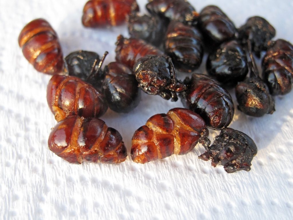 Deep fried big butt ants on a paper towel.