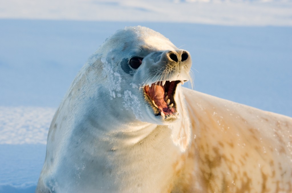 CRABEATER SEAL Wildlife