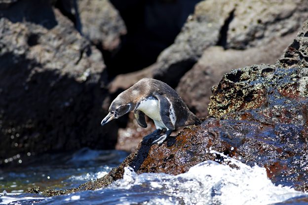 Galapagos Penguin