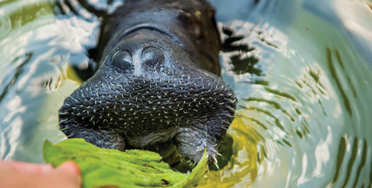 Disembarkation and Manatee Centre