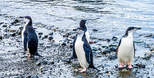 South Shetland Islands