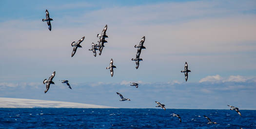 Drake Passage - Day 10 & 11