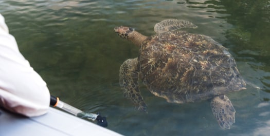 Black Turtle Cove & Bachas Beach