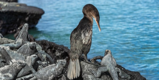 Post Office Bay & Cormorant Point