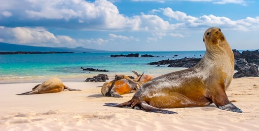 Darwin Bay & El Barranco