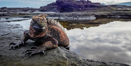 Saturday, Fernandina and Isabela Islands